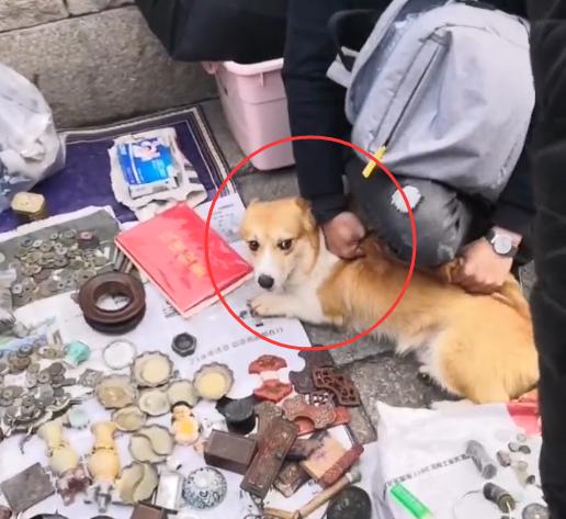 狗狗冲撞古玩摊，撞碎3只瓷器，主人：狗赔给你