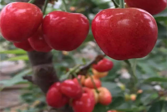 樱桃园开始采摘,樱桃采摘季漫山遍野红樱桃