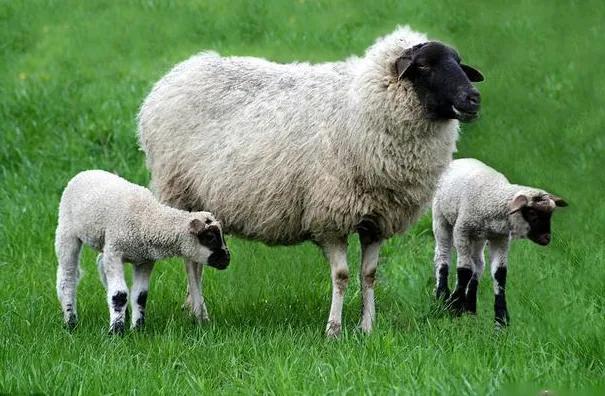 养殖母羊的经济效益,养殖母羊拉稀屎咋办