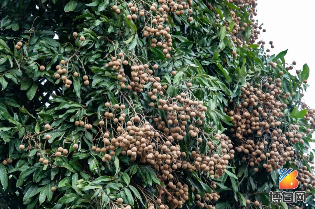 活久见！快成精了？博白发现明朝古树，至今600多年