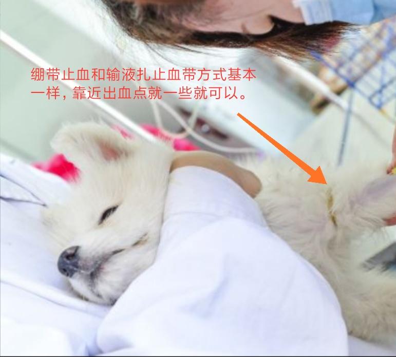 猫狗划伤的处理方法,小猫外伤眼内出血可以自愈吗