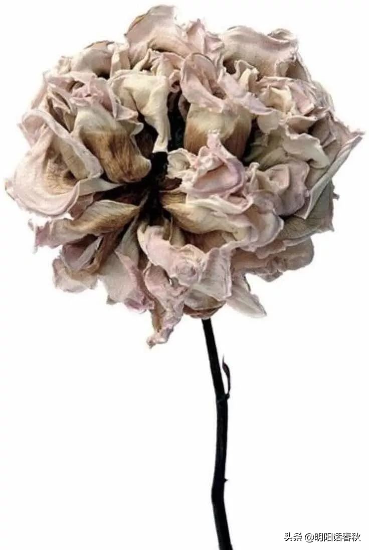 如何制作干花使其可以永久保存,如何制作干花书签