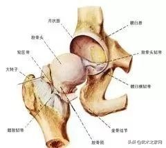 胯松了怎么办,胯松了是什么原因