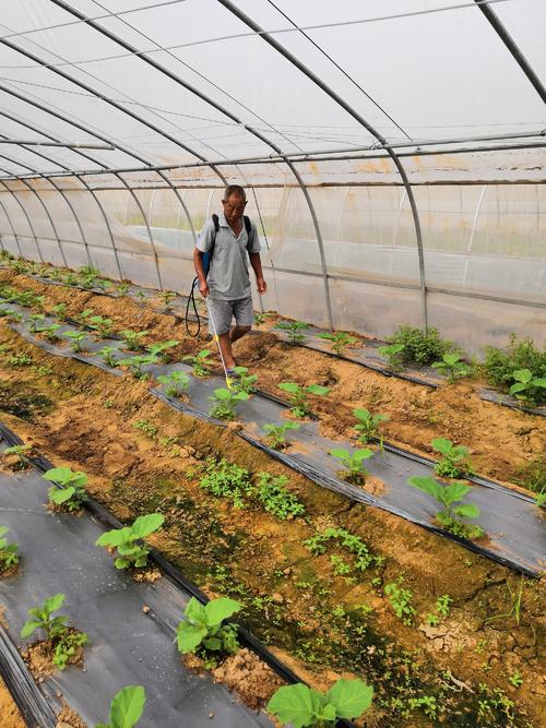 茄子苗发病用什么农药防治,茄子苗的病怎么治疗最好