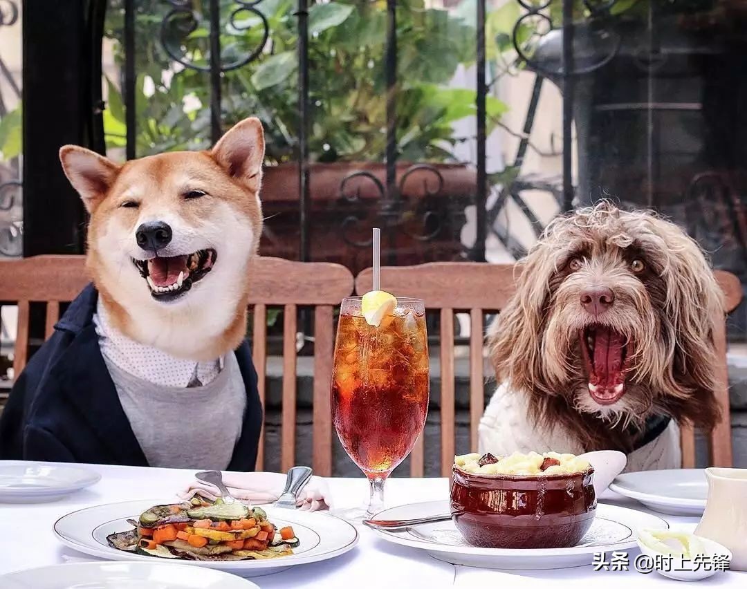 当狗狗穿上服装有多帅,当狗狗照镜子后发现自己是一只狗