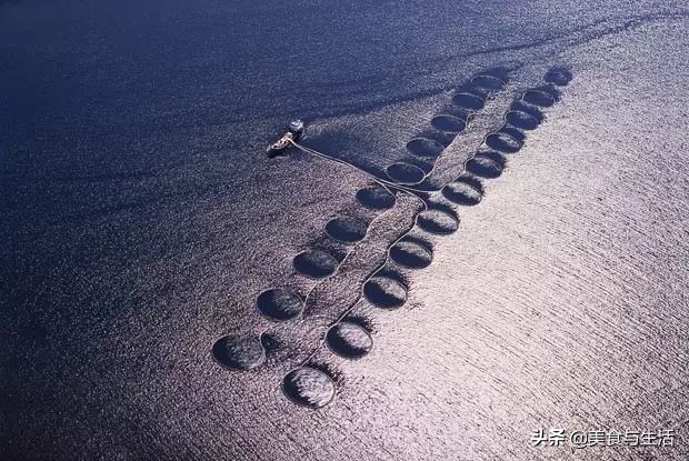 挪威三文鱼怎么挑新鲜,你吃的三文鱼是三文鱼吗