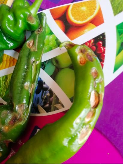 辣椒炭疽病又来了，叶片，果实受害严重？你需要加强以下6项管理