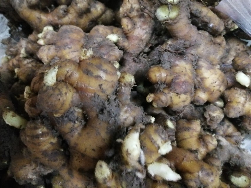 立夏种姜的方法,立夏种姜视频教程