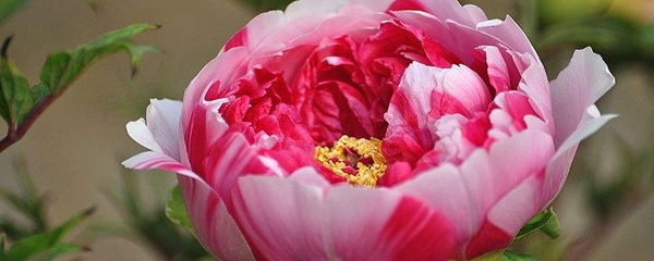 牡丹海棠的养殖方法和注意事项,牡丹盆栽养殖方法和注意事项