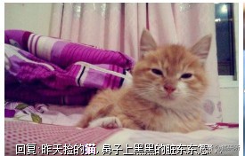 猫咪沾油怎么洗,猫咪沾满衣服怎么洗