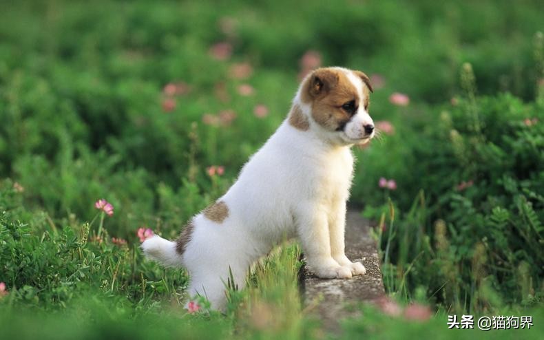 狗狗得肠胃炎死亡几率多大,狗狗肠胃炎反复呕吐怎么办
