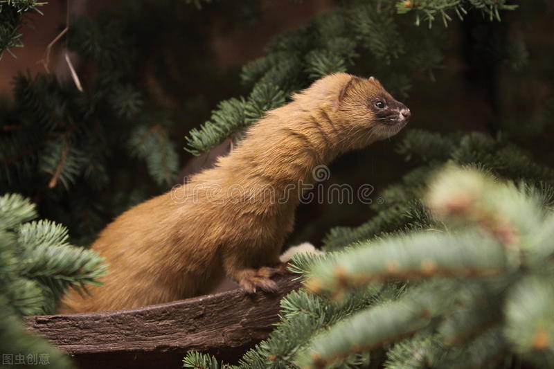 大白鹅和黄鼠狼的天敌,大白鹅和黄鼠狼是天敌吗