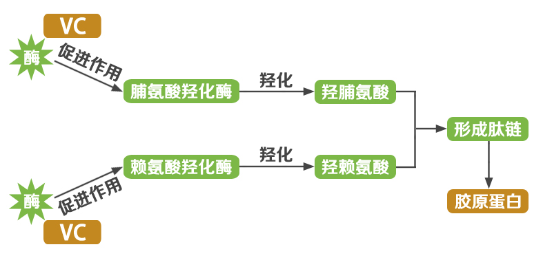 vc为什么可以让皮肤变嫩,vc护肤品对皮肤的作用与功效