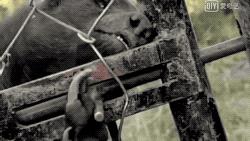 我，蜜獾，一位平平淡淡的打架小天才。生死看淡、不服就干