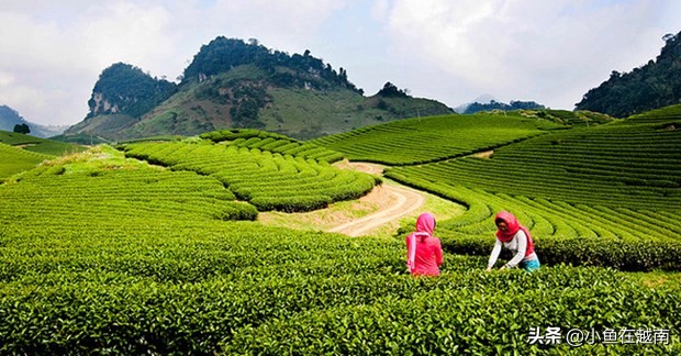 《走进越南》060期：越南山萝省，特产水果销往全球多个高端市场