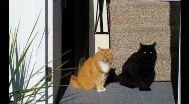 听说养黑猫容易倒霉是真是假解释,为什么有人说养黑猫不吉利