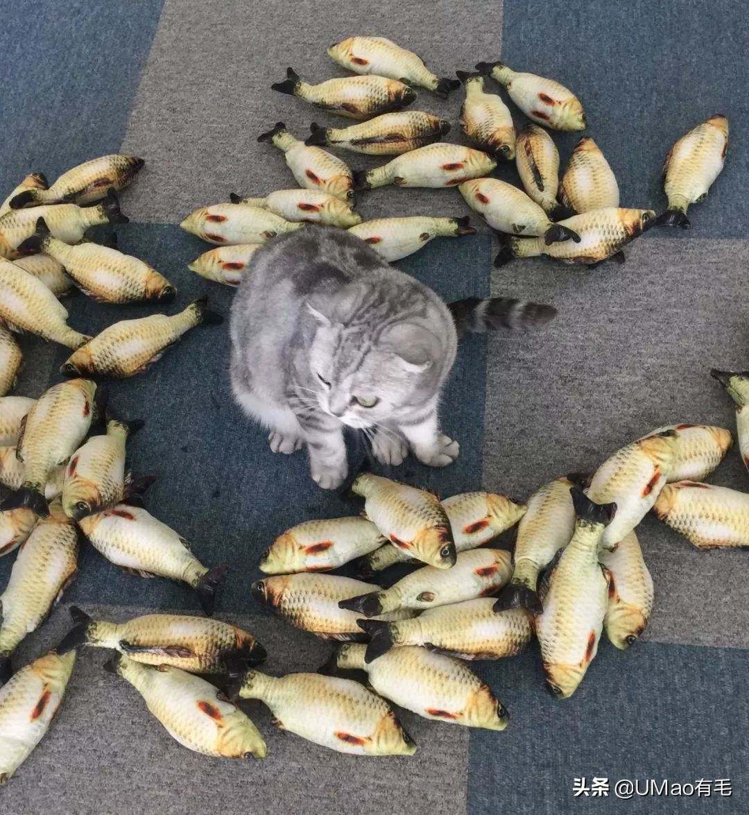 我们败了两款新型“猫*品毒**”孝敬主子，你猜哪种比较受猫欢迎？