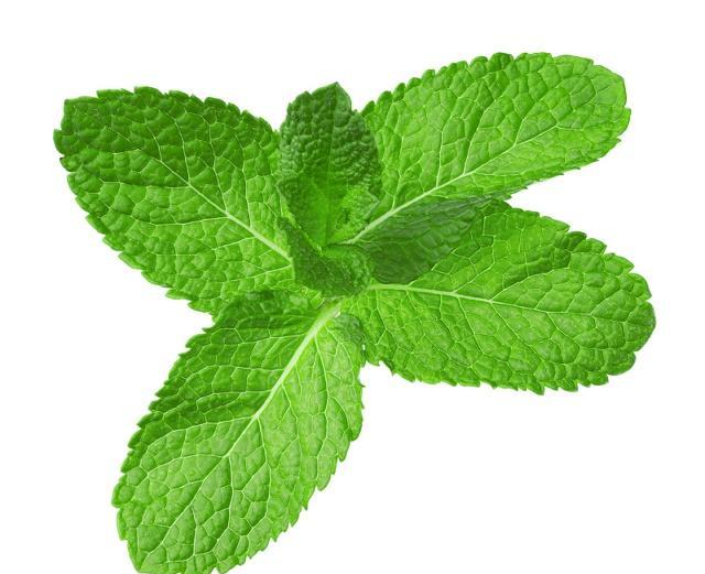 自己在家种薄荷盆栽,自己怎么在家里种植薄荷