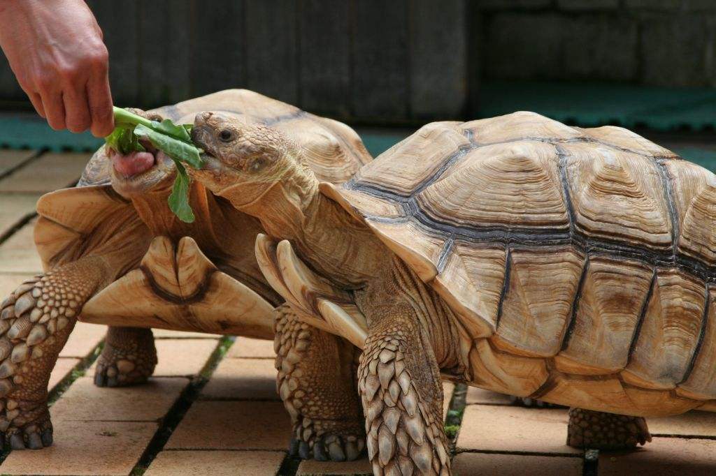 苏卡达陆龟排酸视频,苏卡达陆龟自动排酸是什么意思