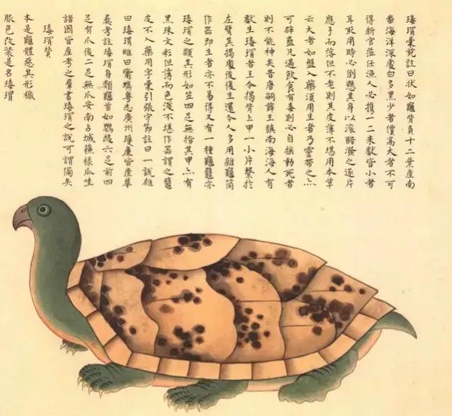 玳瑁玄武,玳瑁是四大圣兽