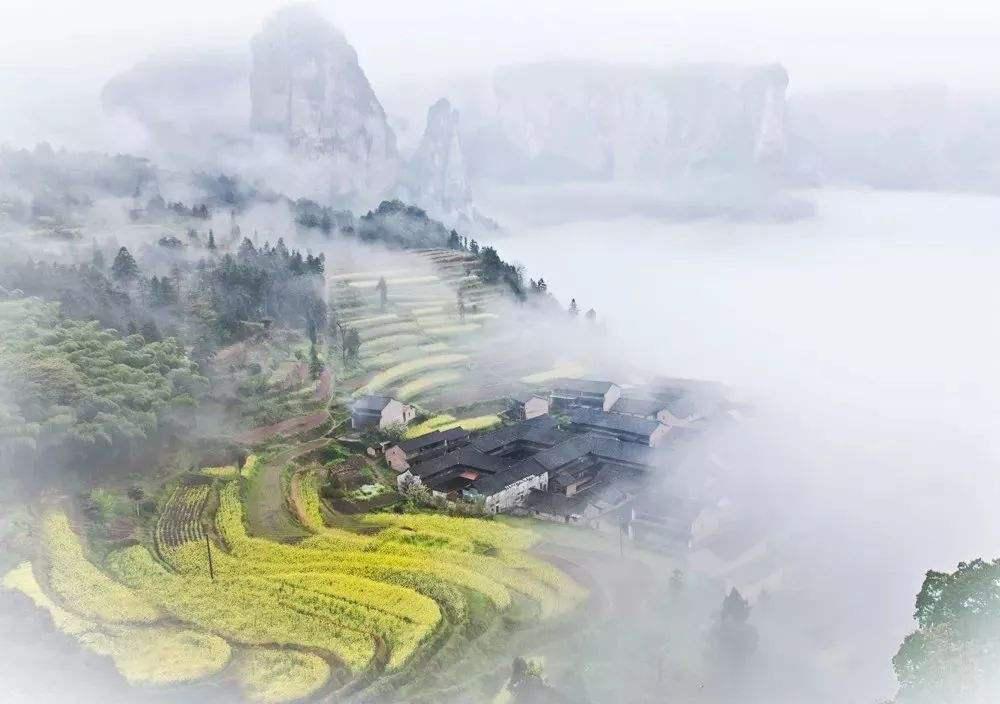 一只长着猴脸的鸟,长着猴子脸的鸟儿