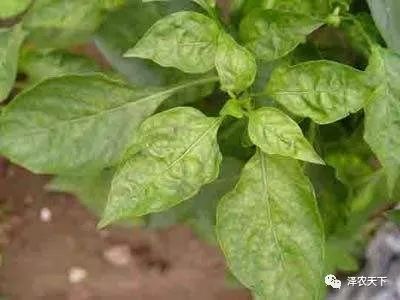 导致辣椒卷叶的原因较多,如何针对性地防治?