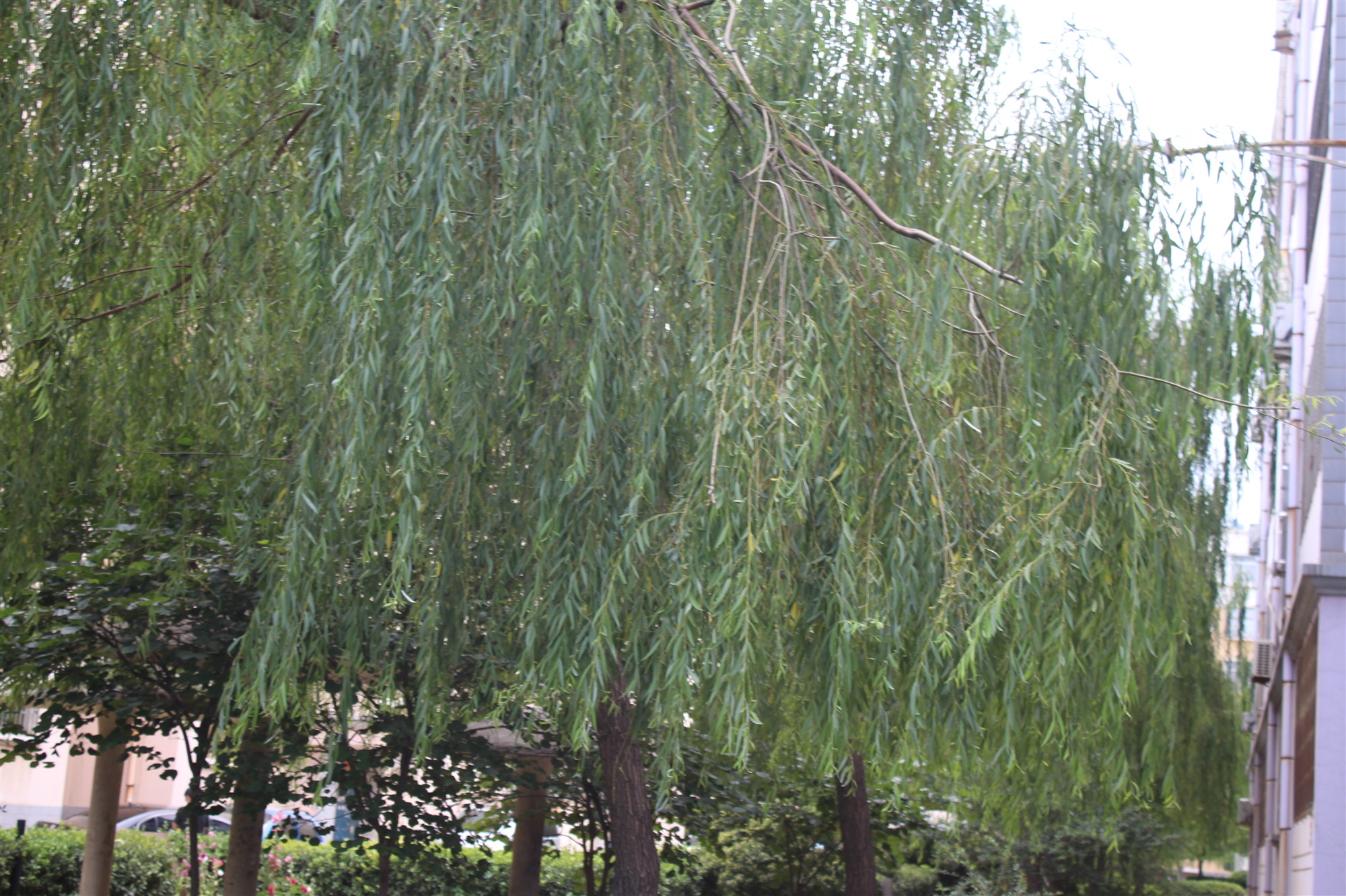 关于柳树的科普小知识,中药科普讲功效