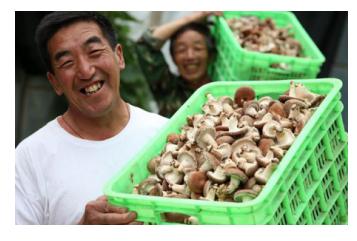 食用菌做成大产业小小香菇撑起“致富伞”