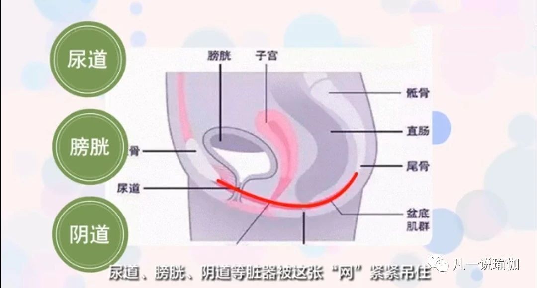 瑜伽修复盆底肌的桥式,瑜伽修复盆底肌桥式