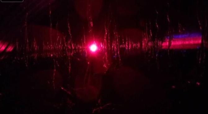 多少灵芝能出一斤孢子粉,灵芝孢子粉野生与种植比较