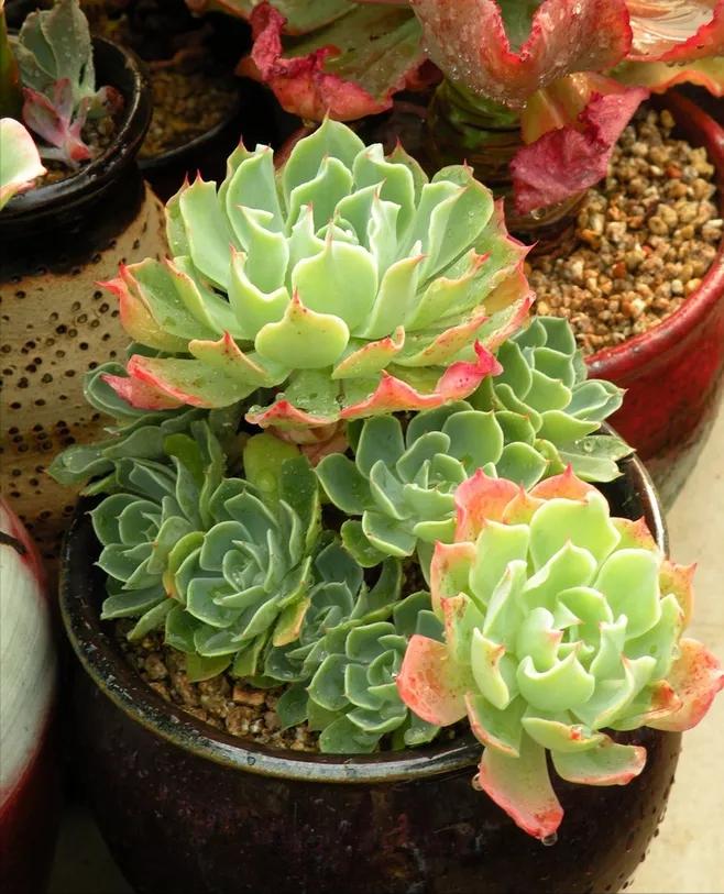 15平米露台改造成功案例,50平方楼顶改造露台和花园