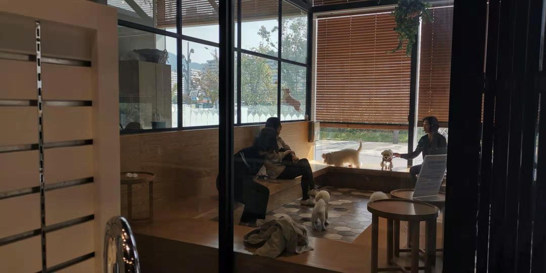 韩国宠物店推荐,韩国宠物店体验