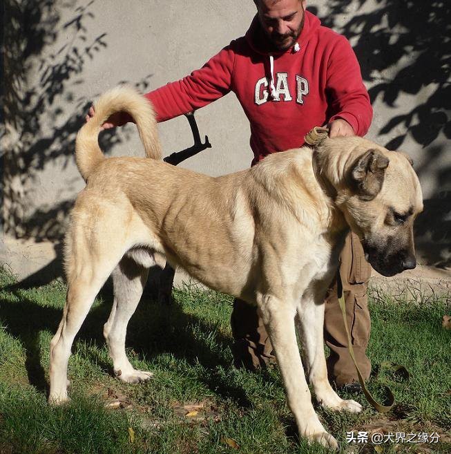 比特犬真正的猛犬,比特犬斗犬集锦
