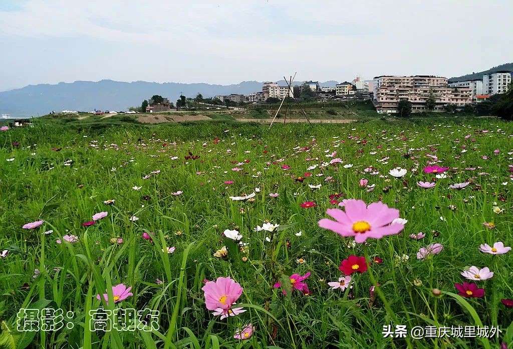 重庆的一个小岛,重庆江心岛是哪里