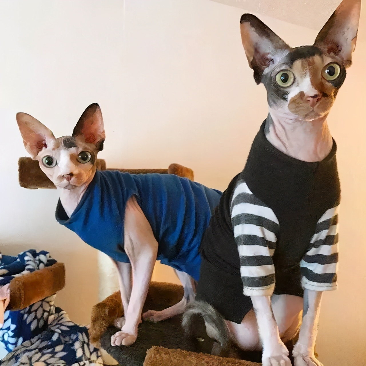 小奶猫什么时候可以不用保暖,除了无毛猫还有什么猫最丑