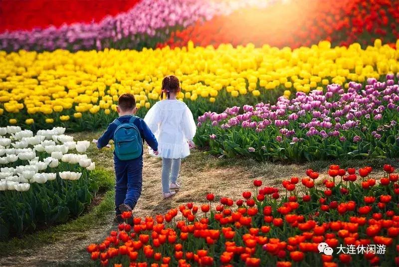 大连西山公园花海,大连郁金香花海