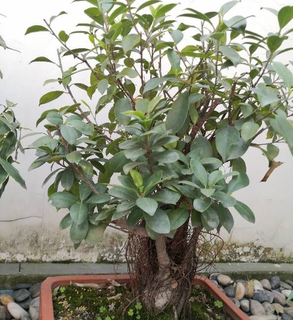 榕树怎么养才能养的叶片绿油油的,榕树盆栽怎么养才能更旺盛