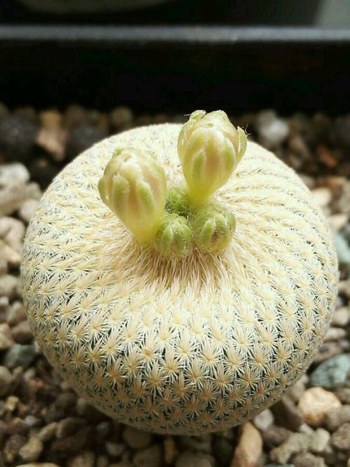 101个仙人球品种,101种仙人球开花图片