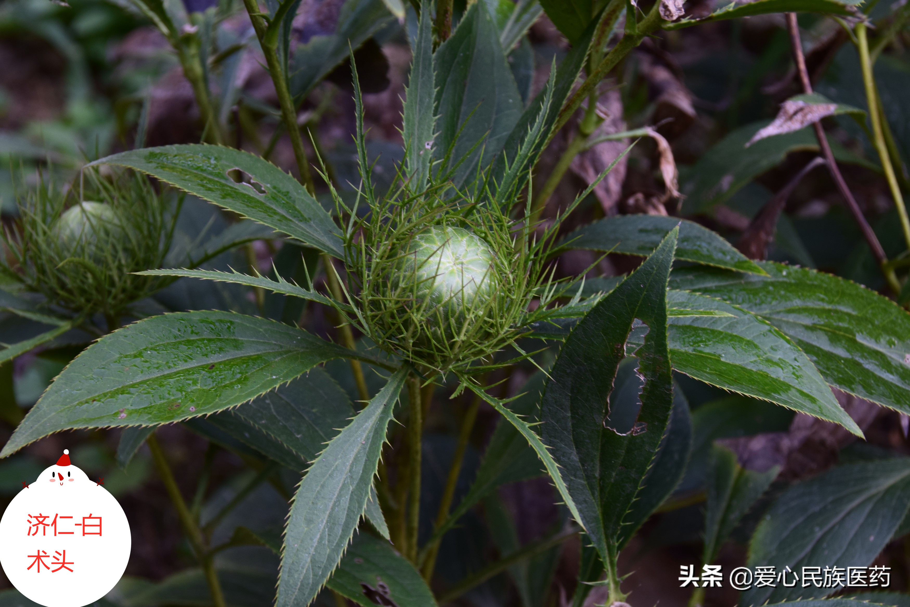 林下仿野生种植中药材优势,林下种植中药材的几条原则