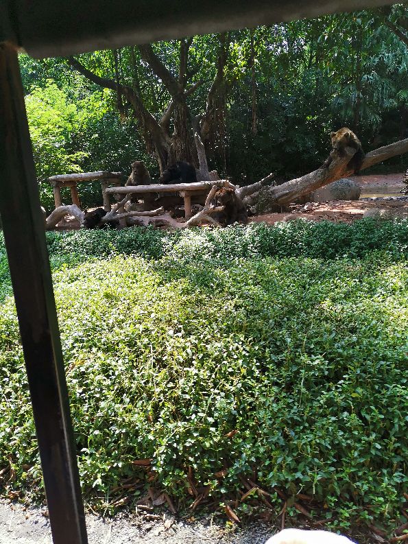 番禺长隆野生动物酒店住宿攻略,广州动物园和长隆野生动物世界