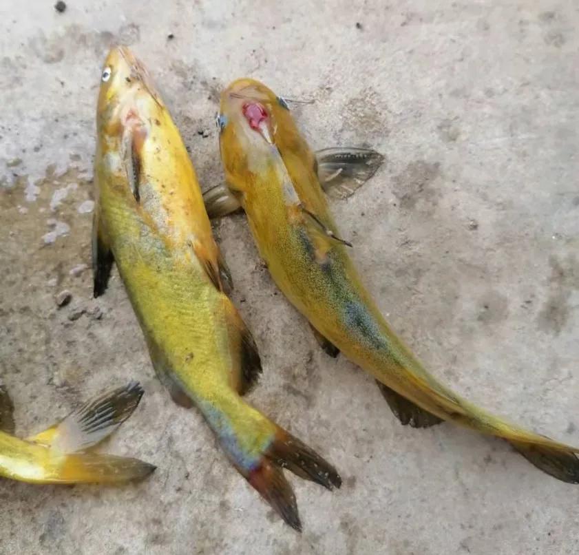 有什么方法促使黄颡鱼病害减少,黄颡鱼裂头病会死多久