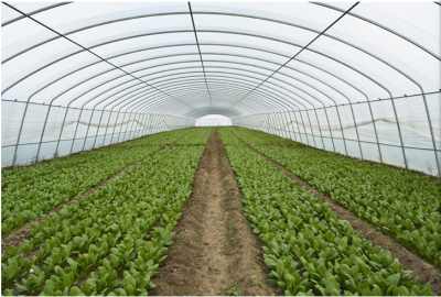 蔬菜大棚棉被如何人工收放,蔬菜大棚的棉被怎么弄下来