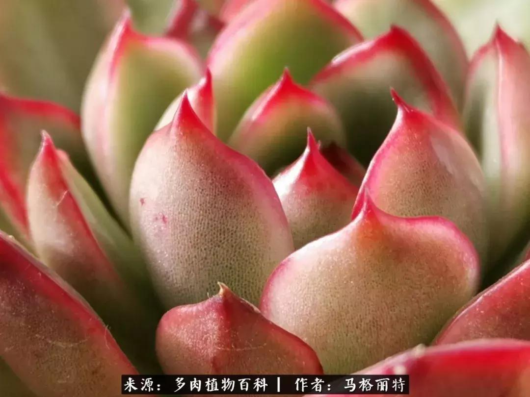 北方阳台多肉怎么过冬,北方阳台多肉