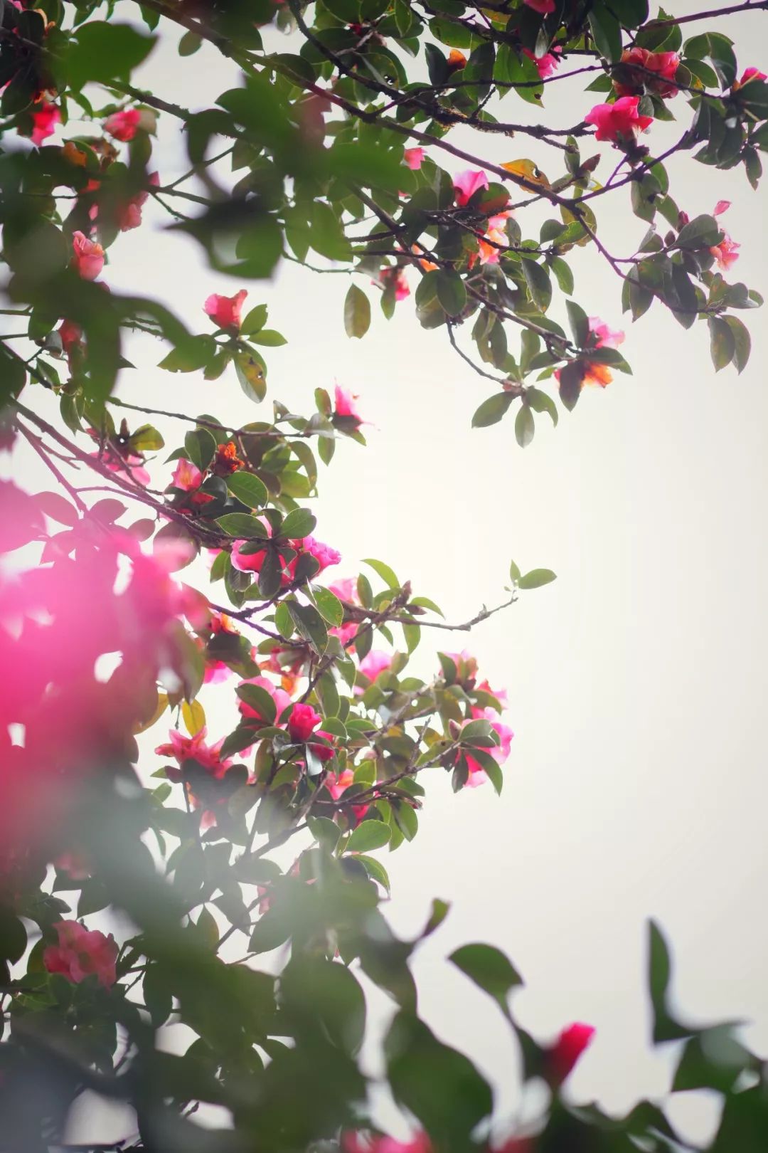 极边之城腾冲,来这里必做的八件事,否则白来了