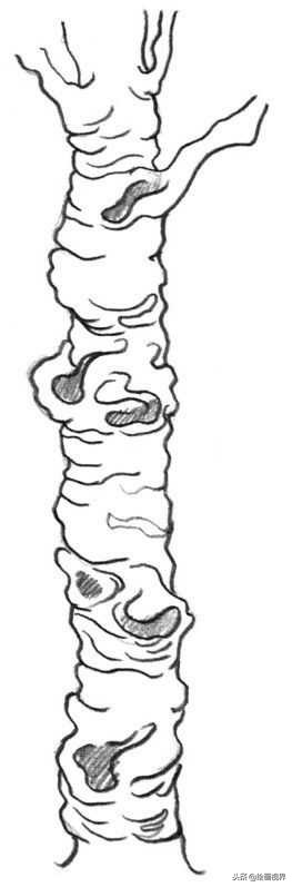 钢笔画入门教程花鸟,钢笔画入门基础教程人物