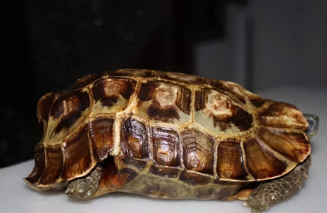 龟类纪录片,龟类图片