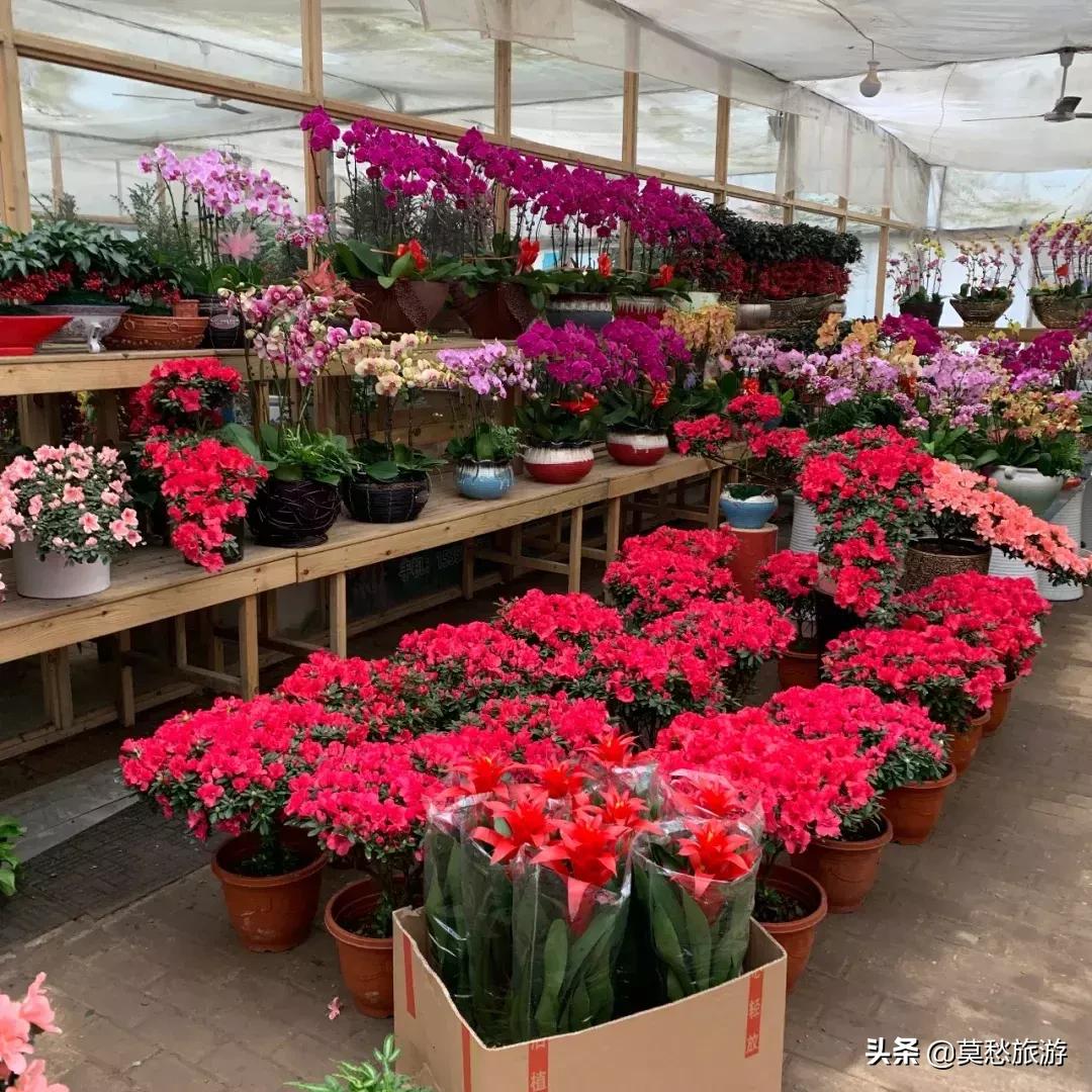 南京最大的花卉市场在哪里,南京最大花卉市场在哪里
