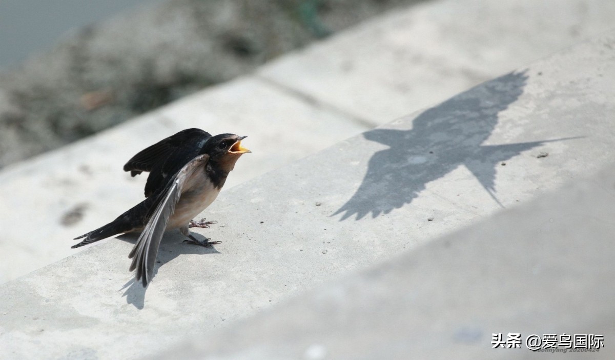 观鸟大年,观鸟作品100幅
