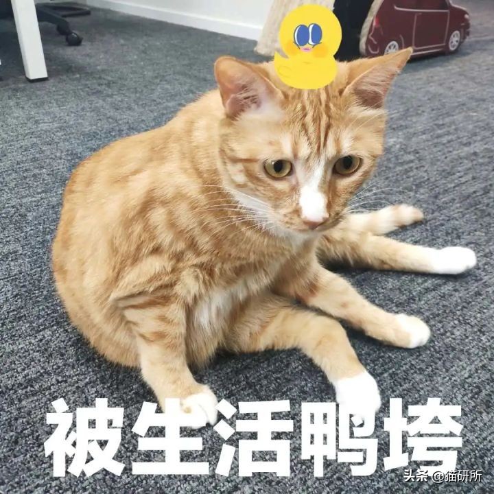 猫咪为什么老是叫讨食,猫咪为什么总是嗯嗯的叫