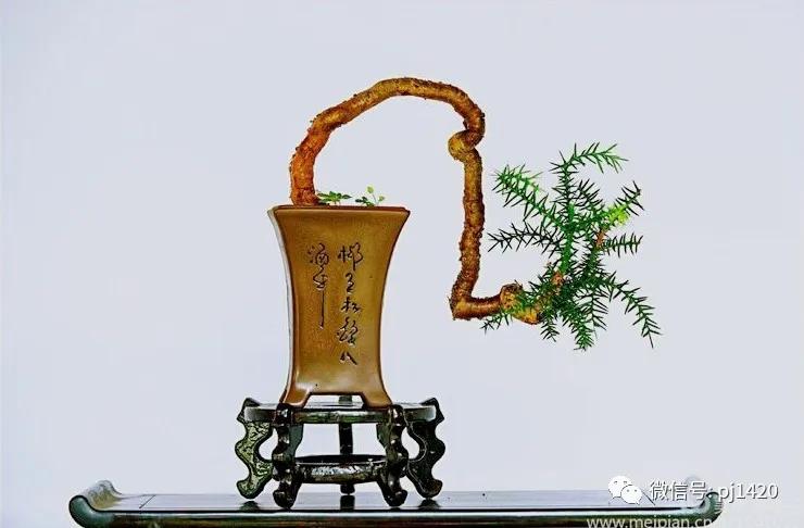 澳洲杉怎么长出漂亮根部,澳洲杉能用赤玉土种植吗